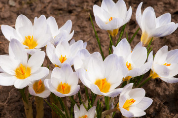 Macro of white crocus flowers