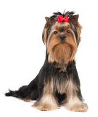 Puppy of the Yorkshire Terrier