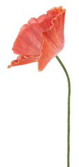 Fototapeta premium poppy