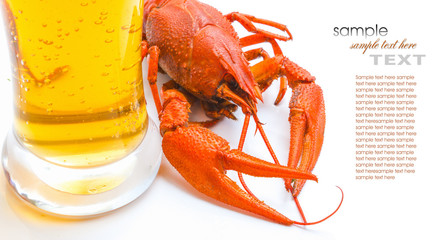 the red lobster with a glass of beer