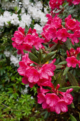 Rhododendron flower
