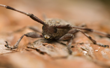 Acanthocinus aedilis