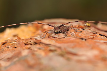 Acanthocinus aedilis