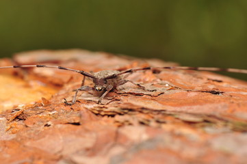 Acanthocinus aedilis