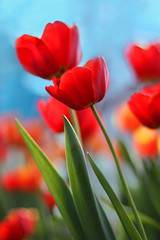 красные тюльпаны - 41049475