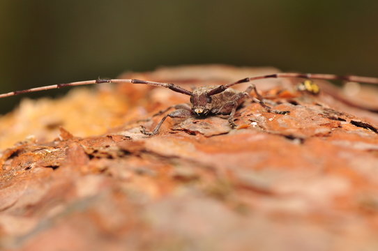 Acanthocinus aedilis