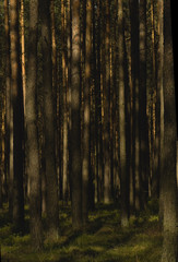 Fototapeta premium Pine spring forest