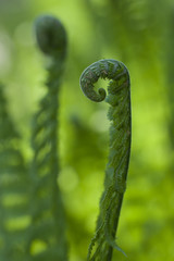 fern