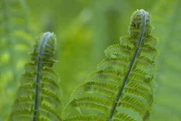 fern