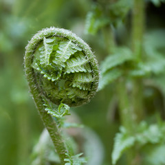 fern