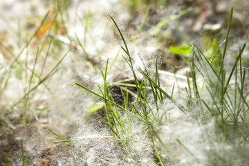 allergy