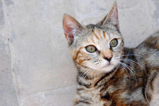 piccola micetta