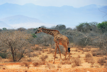 Alone giraffe at the drought season in Kenya