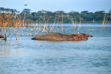 Naklejka premium Hippopotamus school