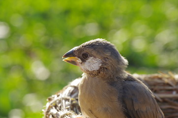 文鳥の雛