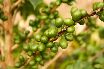 Coffee plants to mature.