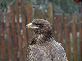 Adler