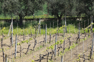 Nuove viti di Trebbiano