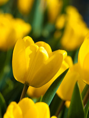 Obraz premium yellow tulips