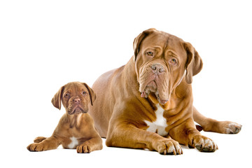 Dogue de Bordeaux adult and puppy
