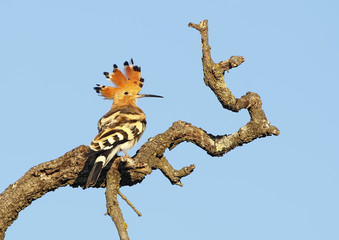 hoopoe