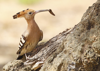 hoopoe
