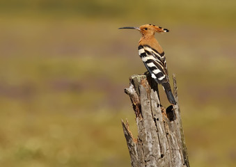 hoopoe