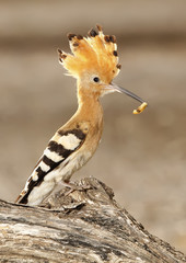 hoopoe