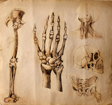 Vecchi disegni di anatomia ( parti del corpo )