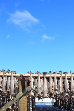 Stockfish stoccafisso