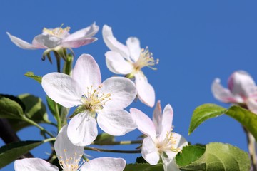 Apple flowers closeup on blue sky background