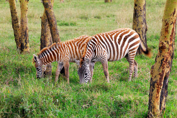 Fototapeta na wymiar Wildlife w tropikalnym lesie, we wschodniej Afryce