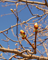 buds of the tree