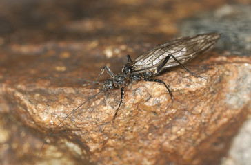 Newly hatched stonefly, macro photo