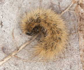 Ruby tiger larva (Phragmatobia fuliginosa)