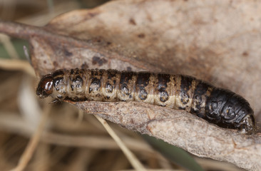 Moth larva on leaf, macro phot