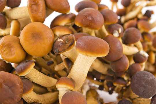 pioppini fungi