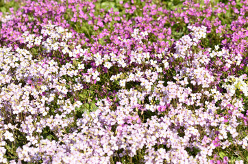 Massif d'aubriettes