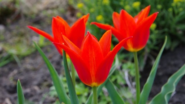 Tulpe rot vid 04