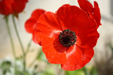 closeup of red poppy