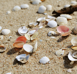 Seashells on the sand