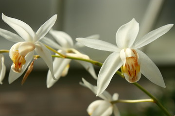 closeup of white orchid