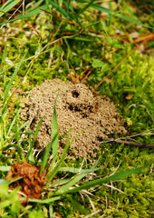 Anthill in the Grass