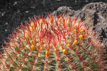 Naklejka na ściany i meble Cactuses in Lanzarote, Spain Echinocactus grusonii (Golden Barre