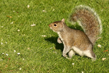 curious grey squirrel on grass