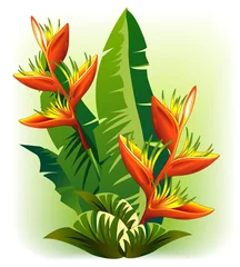 Papier Peint photo autocollant Dessiner Heliconia-Fiore Rosso Tropicale-Tropical Red Flower-Vector