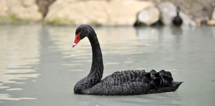 Cigno Nero
