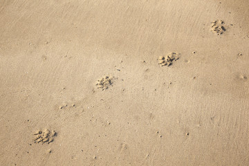 footsteps of a dog at the beach