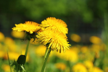 yellow daisy