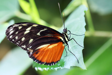 Fototapeta na wymiar Butterfly - Postman (Heliconius melpomene)